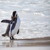 Boulders Beach